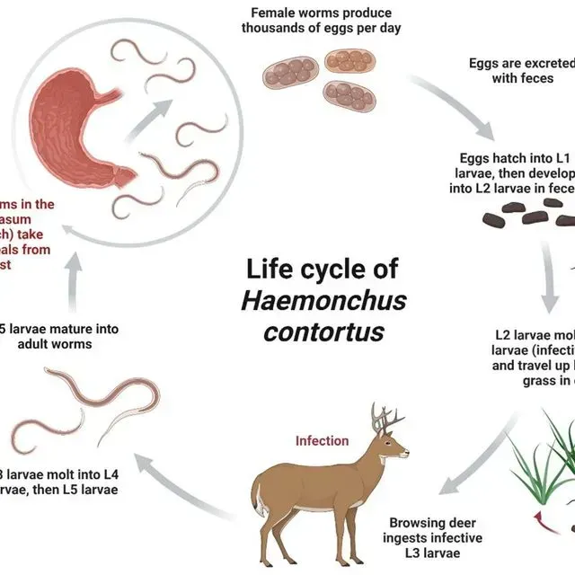 thumbnail for publication: Facts about Wildlife Diseases: Gastrointestinal Parasites of Farmed White-tailed Deer in Florida
